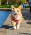 top-pet-products-from-wayfair-for-your-furry-pal